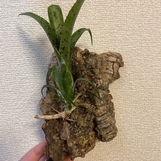 ネオレゲリア コルク付けの画像