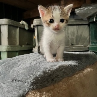 (締め切ります)子猫(生後3週間)