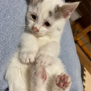６匹います。