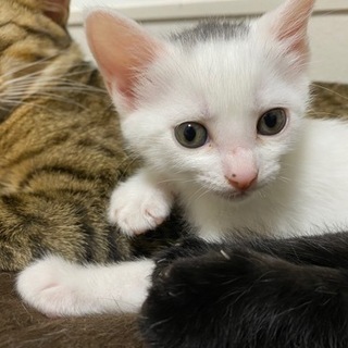 仔猫(とお母さん猫)の家族募集 − 東京都