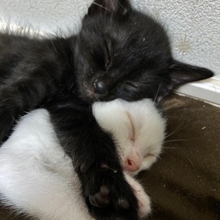 仔猫(とお母さん猫)の家族募集 - 猫