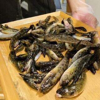 期間限定！　美味魚の釣り体験♪　釣って食べよ～♪ - スポーツ