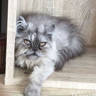 チンチラ子猫　5か月 まあるいお顔の優しい子 - 名古屋市