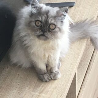 チンチラ子猫　5か月 まあるいお顔の優しい子