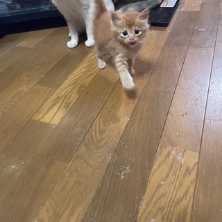 野良猫の仔猫→茶色 1ヶ月