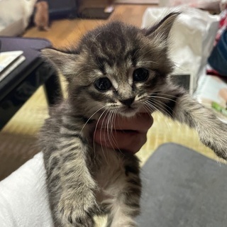 交渉中 野良猫の仔猫→ふさふさキジトラ 1ヶ月