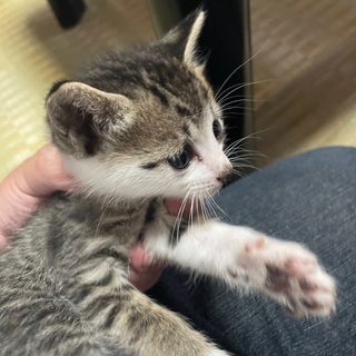 野良猫の仔猫→キジトラ 1ヶ月