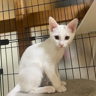 美猫のククちゃん　3ヶ月　トライアルが決まりましたので中断します！