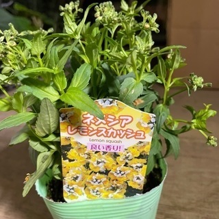 鉢、苗色々と差し上げます！の画像