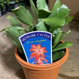 鉢、苗色々と差し上げます！の画像