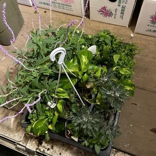 鉢、苗色々と差し上げます！