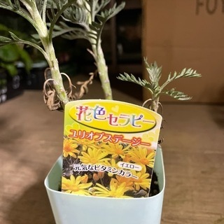 鉢、苗色々と差し上げます！の画像