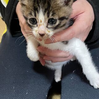 食いしん坊のキジ白くん「きなこ」(^^)