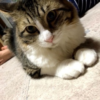 オス猫♥大人しい「モコ」ちゃん♥