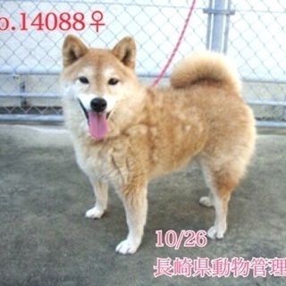 里親決定！有難うございました！　🆘保健所持込収容🐶小柄で強気なシ...