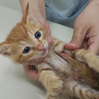 in瀬戸～猫の臨時譲渡会 ちーむにゃいんず2021年10月31日...