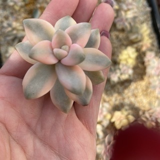 ティテュバンス錦