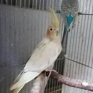 オカメインコ🍀綺麗なエメラルドの女の子 - 東松山市