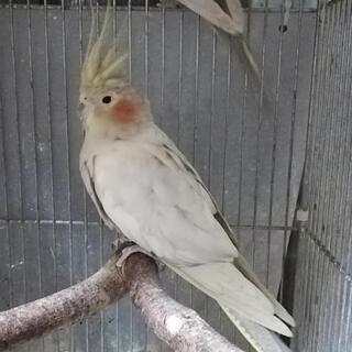オカメインコ🍀綺麗なエメラルドの女の子の画像