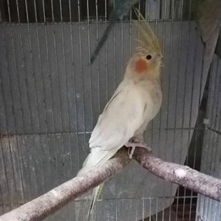 オカメインコ🍀綺麗なエメラルドの女の子 − 埼玉県