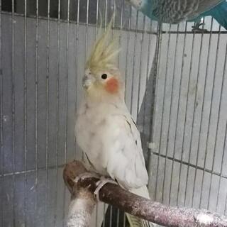 オカメインコ🍀綺麗なエメラルドの女の子 - ペット