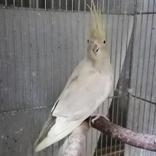 オカメインコ🍀綺麗なエメラルドの女の子 - 地元のお店