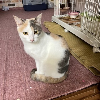 ちょっとビビりなチャミちゃん