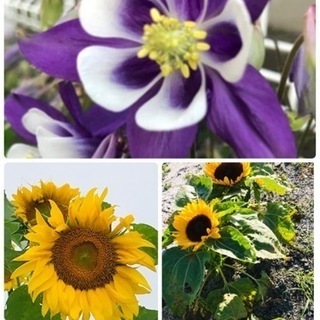 お花苗または種と交換してくださる方