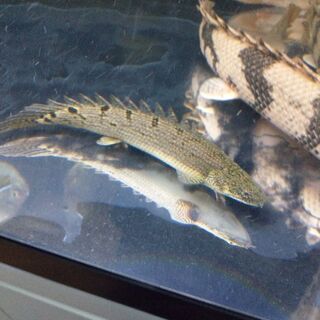 Po.デルヘッジ ショート個体 極美バンド 約21センチ ＡＱＵＡＬＩＫＥ イーストアフリカ