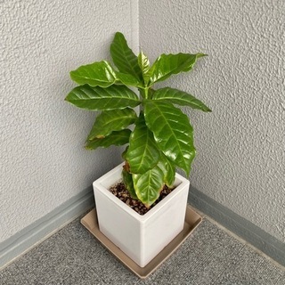 コーヒーの木①　観葉植物