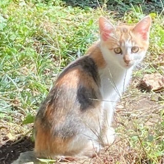 約3ヶ月子猫　三毛、茶シロ