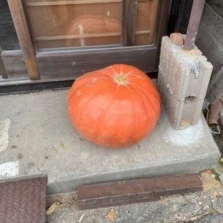 大きいかぼちゃの画像