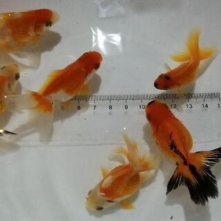 金魚、オランダ獅子頭、だるま等