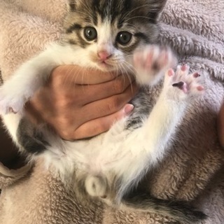 無事に里親さま決まりました！ありがとうございましたm(_ _)m...