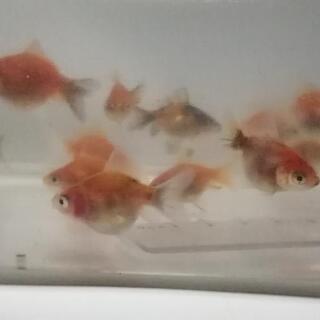 金魚、だるま琉金、オランダ獅子頭等