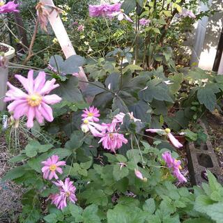 秋明菊（ｼｭｳﾒｲｷﾞｸ）八重 抜き苗5本の画像