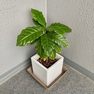 コーヒーの木② 観葉植物