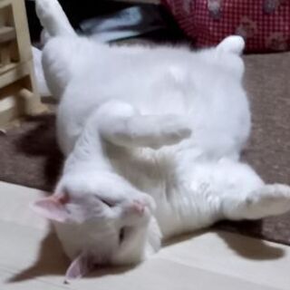 可愛い白猫
