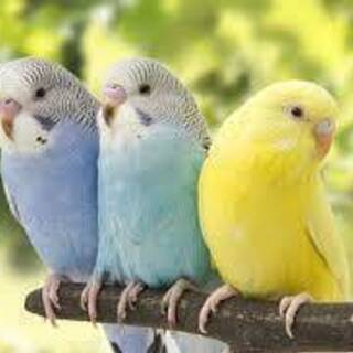 インコ・小鳥のペットホテルは、埼玉草加のアニマルームへ