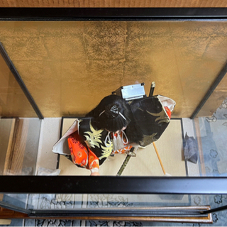 五月人形の画像