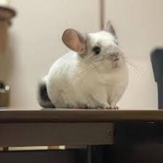 チンチラのペットホテルは、埼玉草加のアニマルームへ − 埼玉県