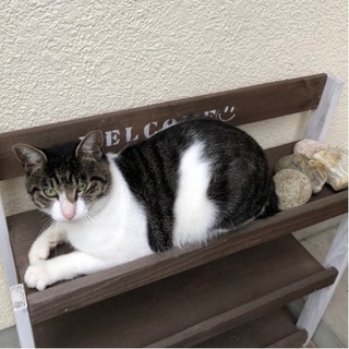 🆘逃げた猫を探しています。2才　オス　未去勢　サバトラ　