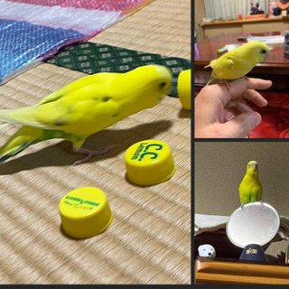 10月26日昼頃に黄色のインコを