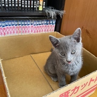 4匹のかわいい子猫の里親探してます