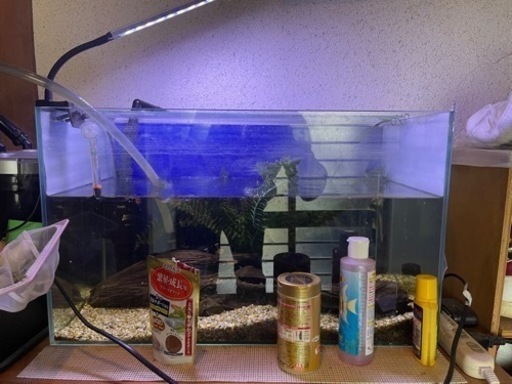 60cm 水槽セット 熱帯魚