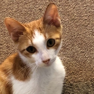 【一時停止。只今トライアル中】幸せにしてくださる飼い主様募集中‼️