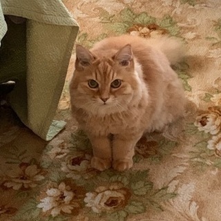 貰い手様決定しました！１１歳の猫の貰い手を探しています