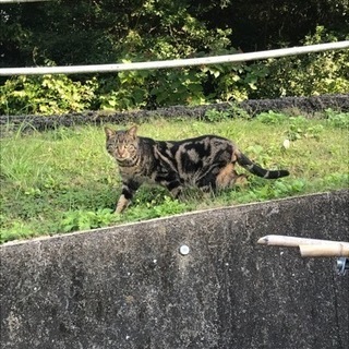 アメリカンショートヘアぽい猫