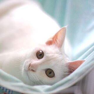 眩しいほどかわいい！　日立ちゃん