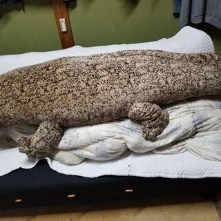 京都水族館に行った時に買った1番大きいオオサンショウウオのぬいぐるみです。の画像